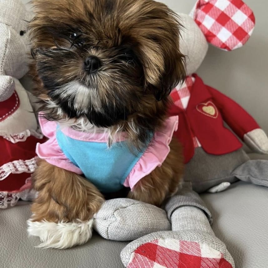 available shih tzu puppies
