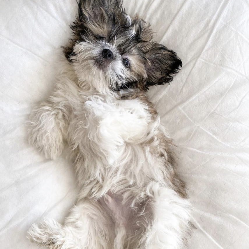 available shih tzu puppies