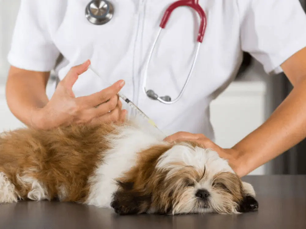 vet (2)